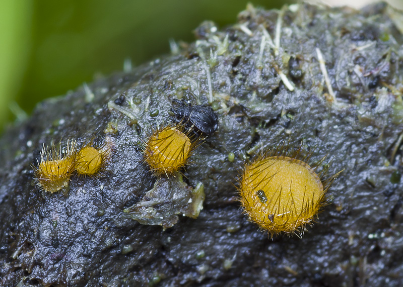 Cheilymenia stercorea f. alpina